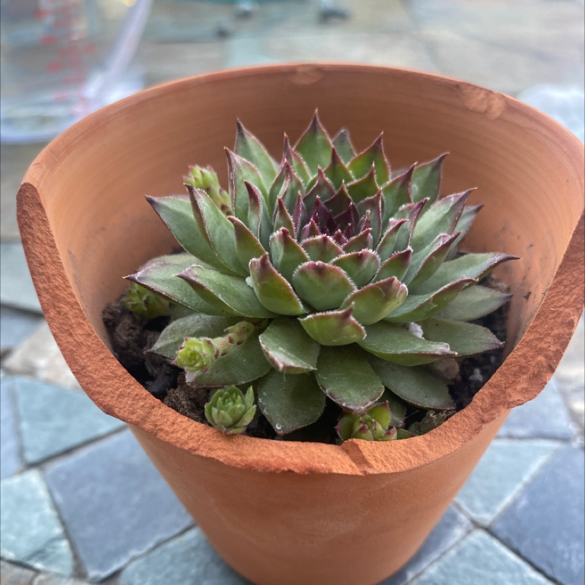 Hens and Chicks plant photo by @McCall named Mum on Greg, the plant care app.