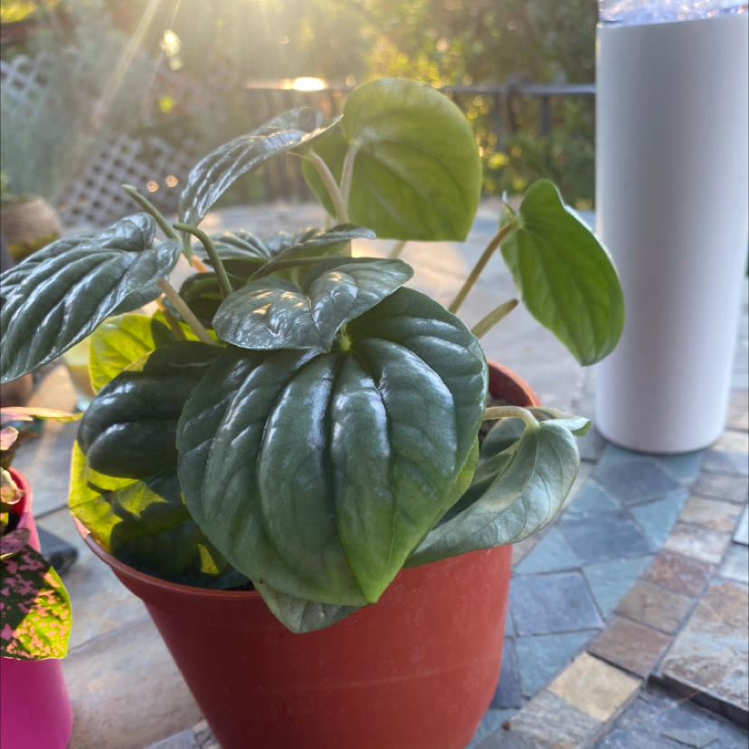 Silver Ripple Peperomia plant in a red pot with healthy green leaves.