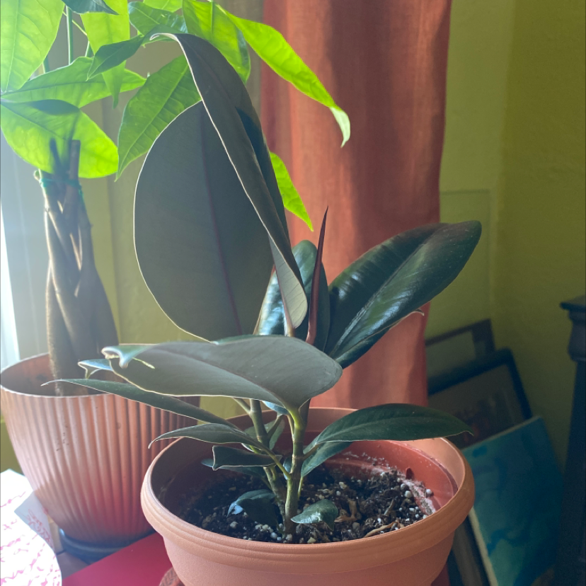 Rubber Plant plant photo by @McCall named Raven on Greg, the plant care app.