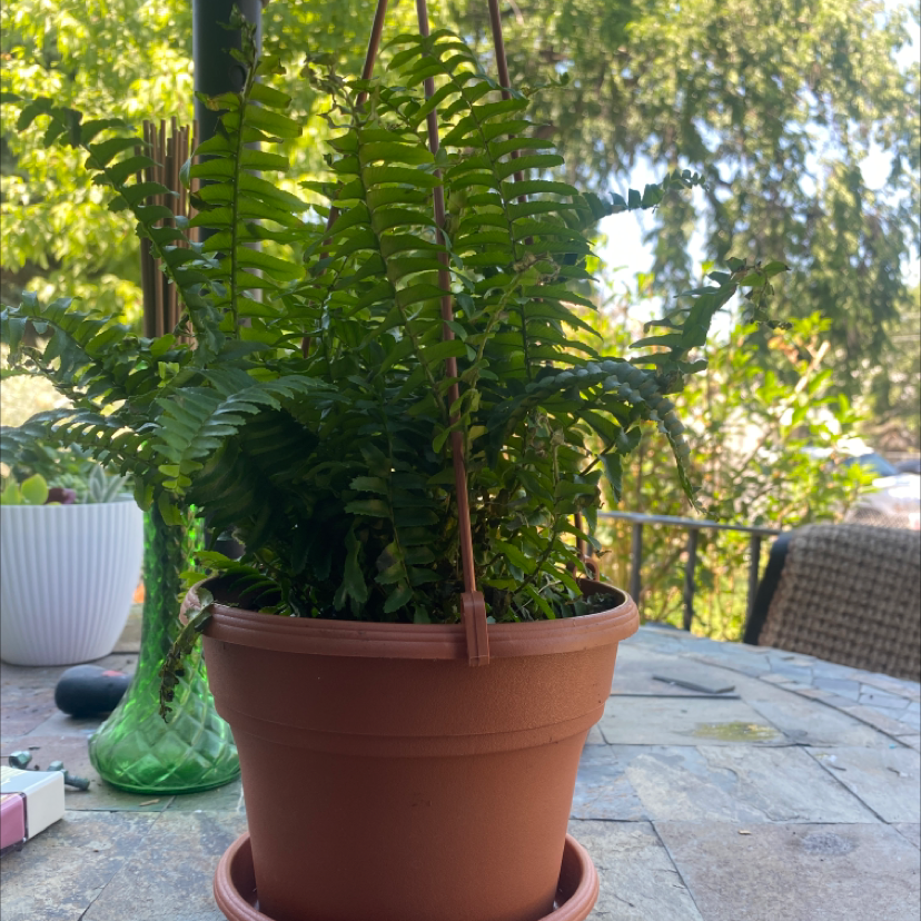 Boston Fern plant photo by @McCall named Paweka on Greg, the plant care app.