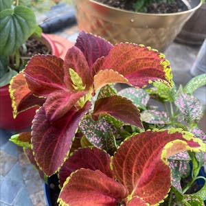 Coleus plant photo by @McCall named Red on Greg, the plant care app.