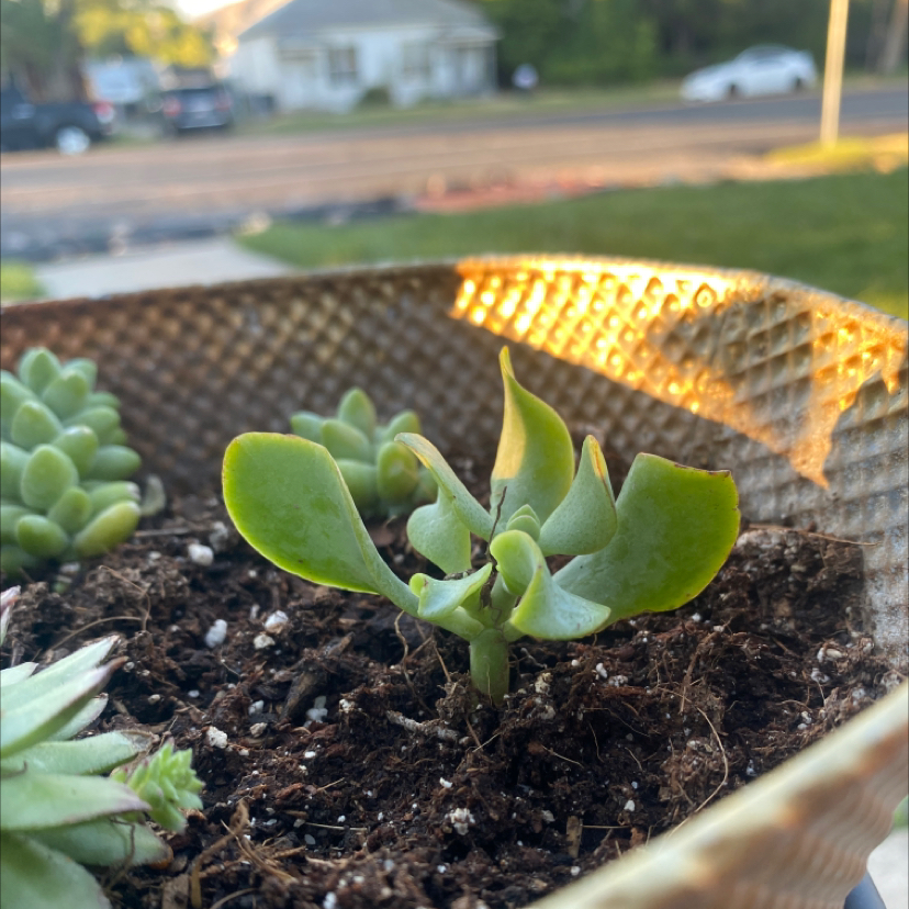 Ripple Jade plant in a woven pot with visible soil and other succulents.