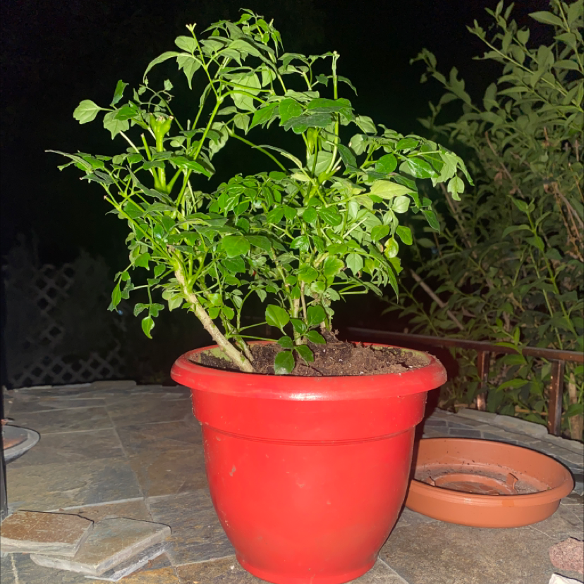 China Doll Plant plant photo by @McCall named Betty on Greg, the plant care app.
