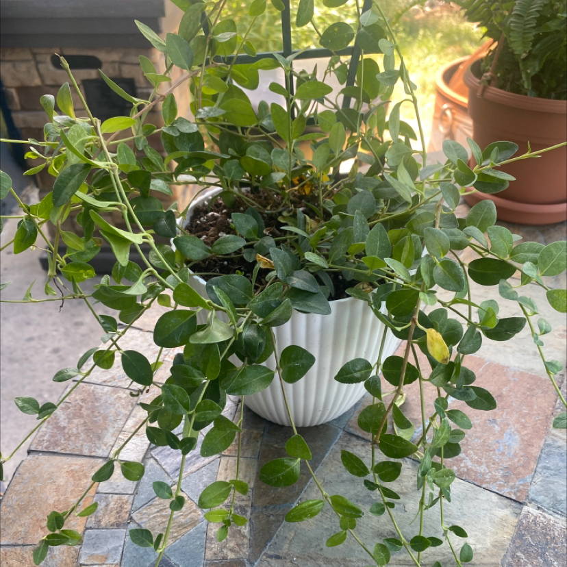 Potted Lesser Periwinkle plant with trailing stems and small, oval leaves. Minor yellowing on some leaves.