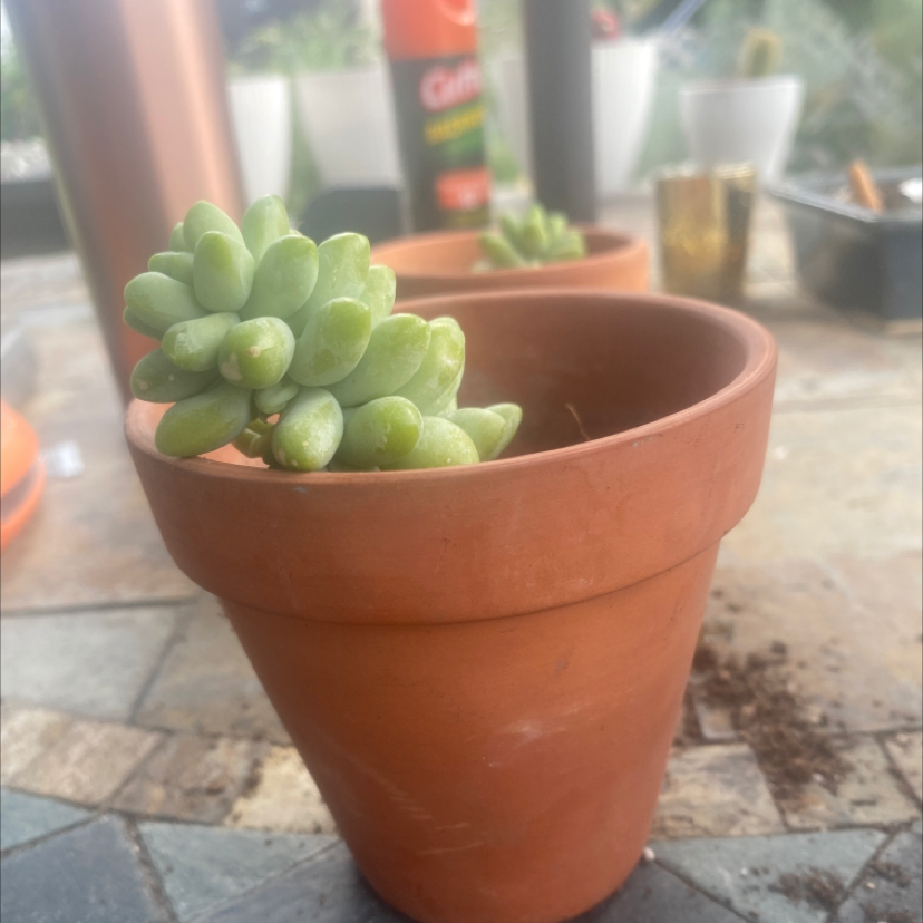 Burro's Tail plant photo by @McCall named My Cousin Vinnie on Greg, the plant care app.
