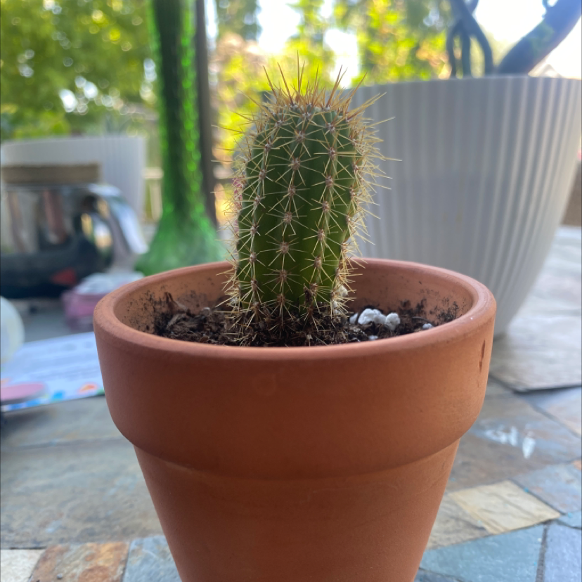 Saguaro plant photo by @McCall named Ivan on Greg, the plant care app.