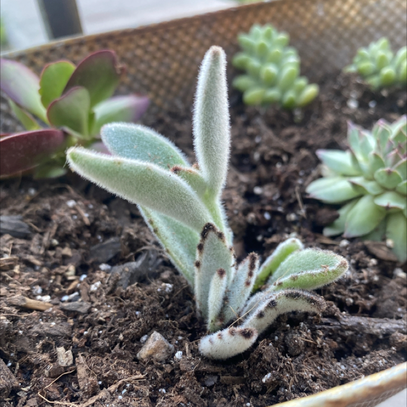 Panda Plant plant photo by @McCall named Earl on Greg, the plant care app.