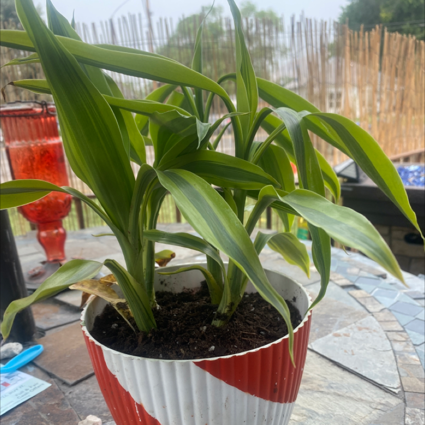 Photo of the plant species Song of Jamaica by @McCall named Lux on Greg, the plant care app