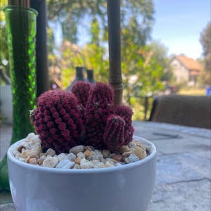 Arizona Snowcap Cactus plant photo by @McCall named Vie on Greg, the plant care app.