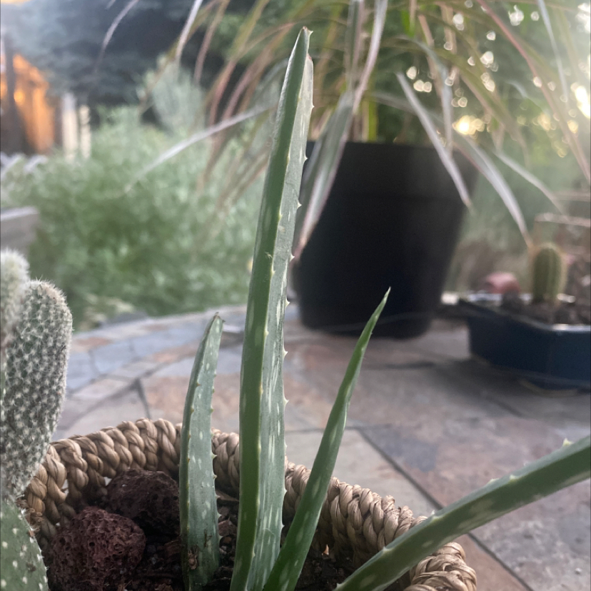 Aloe vera plant photo by @McCall named Vera on Greg, the plant care app.