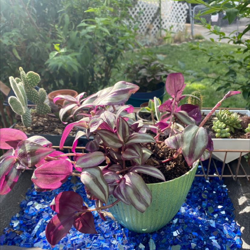 Spiderwort plant photo by @McCall named Mermaidian on Greg, the plant care app.
