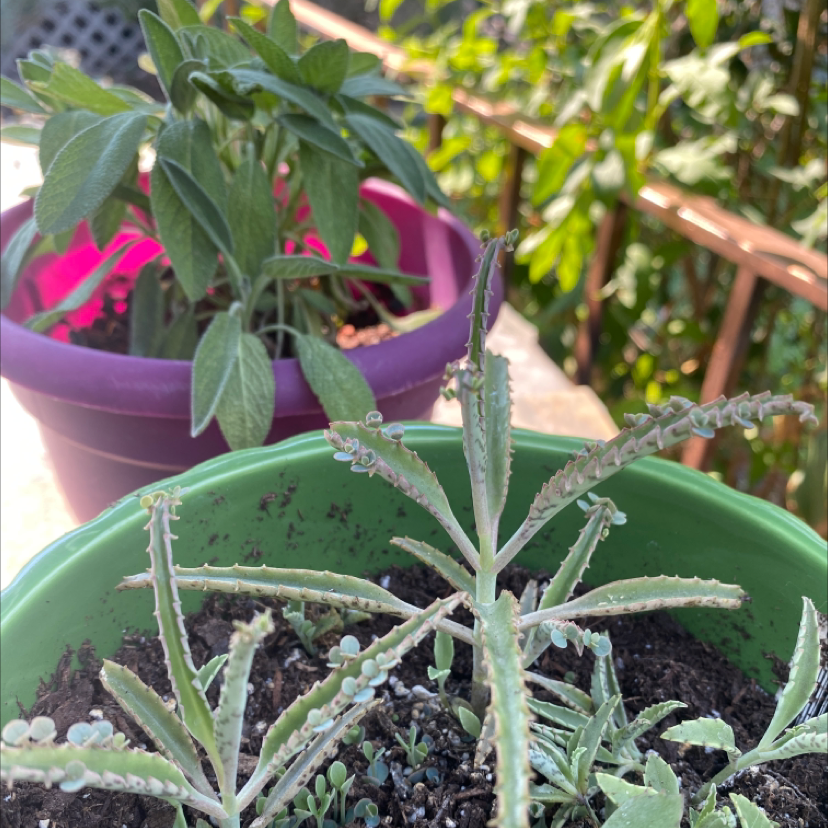 Mother of Thousands plant photo by @McCall named Monster on Greg, the plant care app.