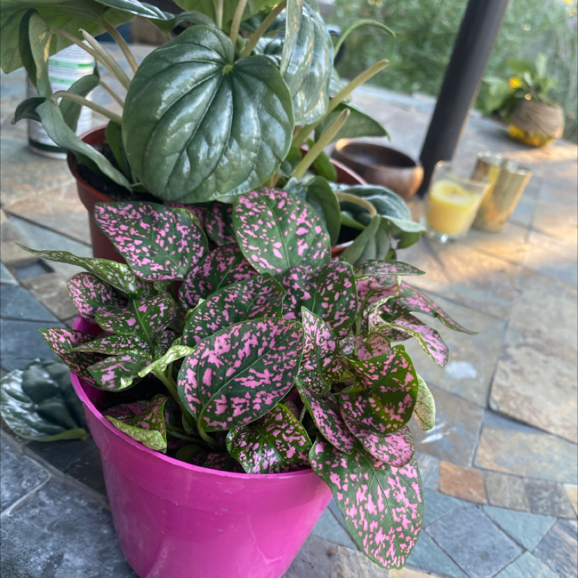 Polka Dot Plant plant photo by @McCall named Dottie on Greg, the plant care app.