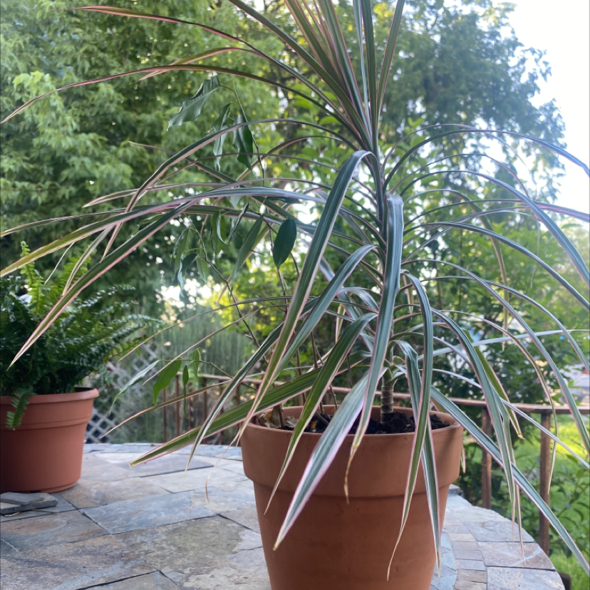 Dragon Tree plant photo by @McCall named Lox on Greg, the plant care app.