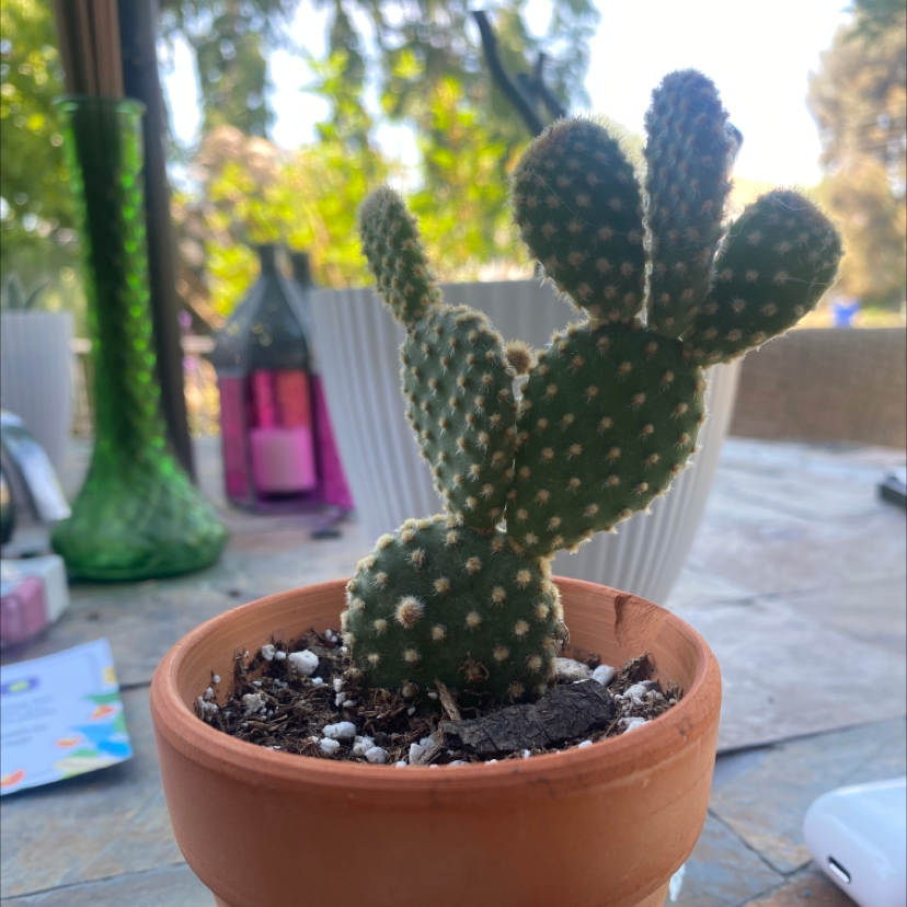 Miniature Cinnamon Cactus plant photo by @McCall named Tabs on Greg, the plant care app.