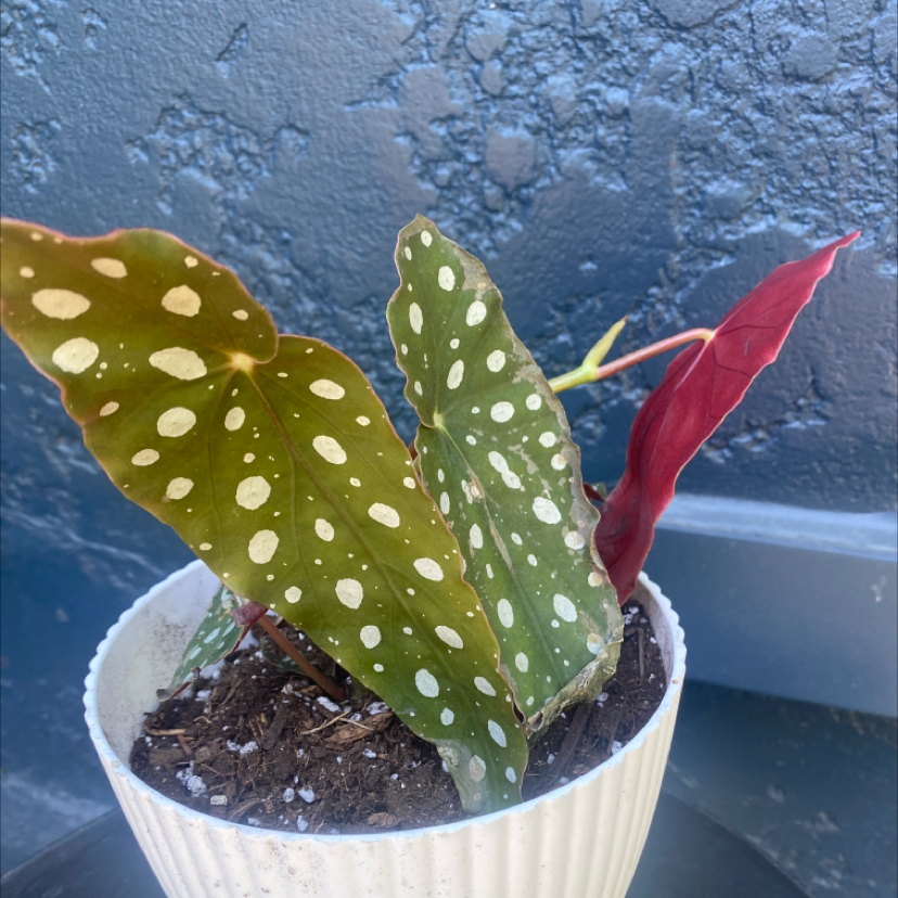 Polka Dot Begonia plant photo by @McCall named Lady Luck on Greg, the plant care app.