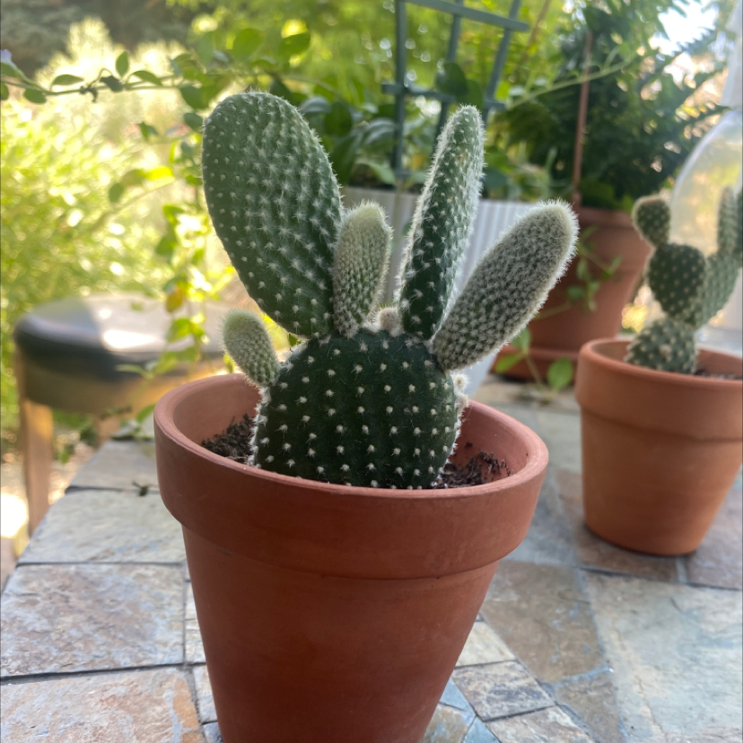 Bunny Ears Cactus plant photo by @McCall named Ears on Greg, the plant care app.