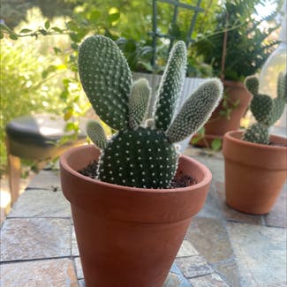 Bunny Ears Cactus plant in Salt Lake City, Utah