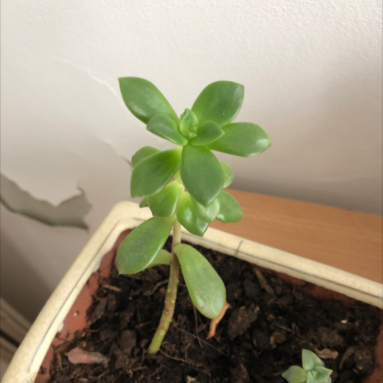 Photo of the plant species Palmer's Sedum by @Pops named Xena on Greg, the plant care app