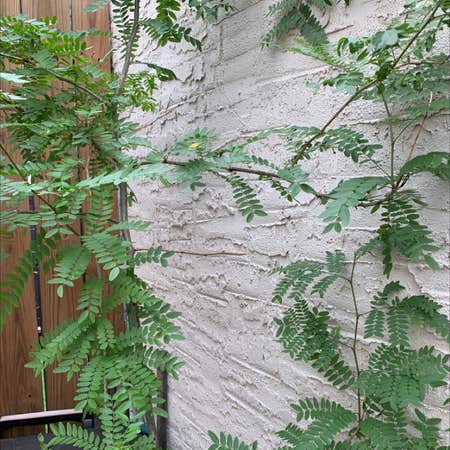 Photo of the plant species Common Honeylocust by Stacey named Beyonce on Greg, the plant care app