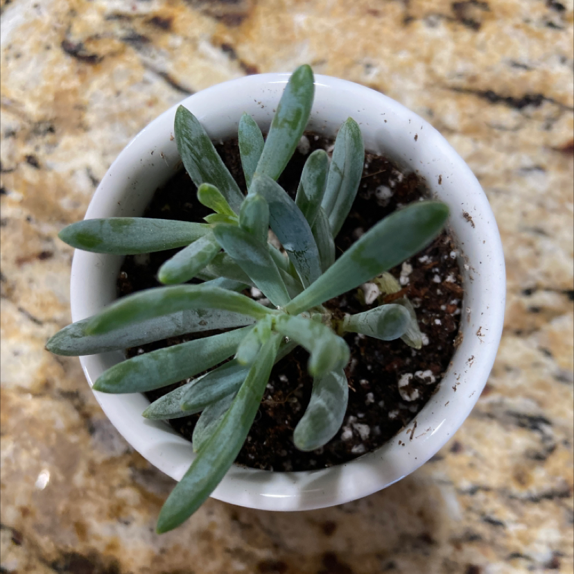 Top view of a healthy Succulent Bush Senecio in a white pot with visible soil.