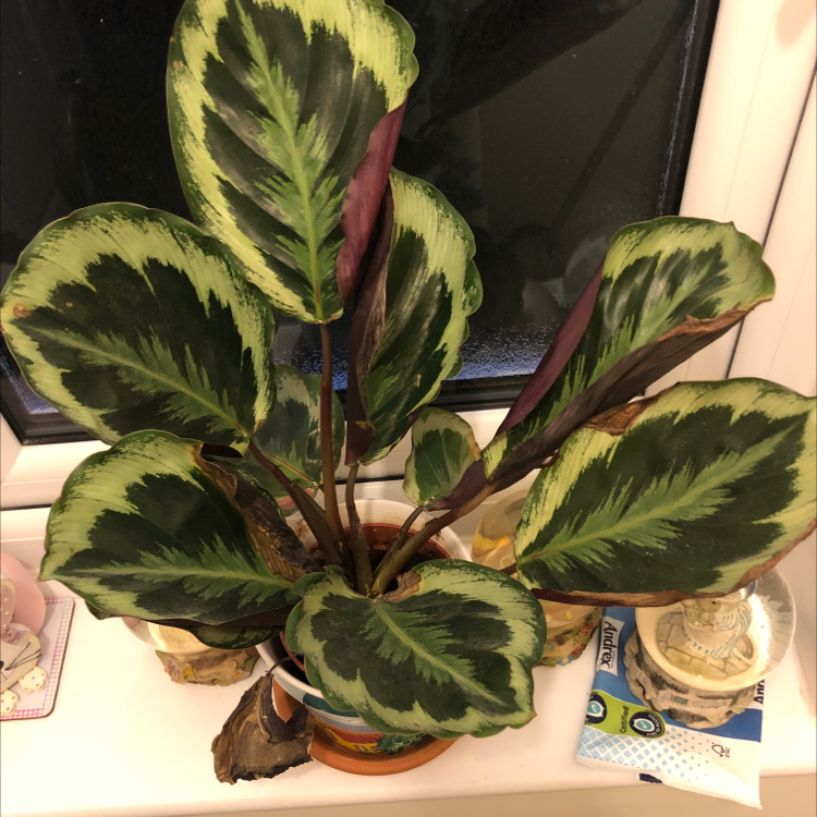 Rose Calathea plant photo by @CaptainplanEt named Guy on Greg, the plant care app.