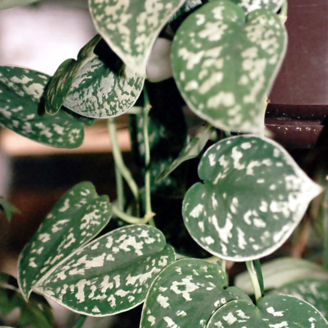 Photo of the plant species Satin Pothos by @lesb0plants named Your plant on Greg, the plant care app