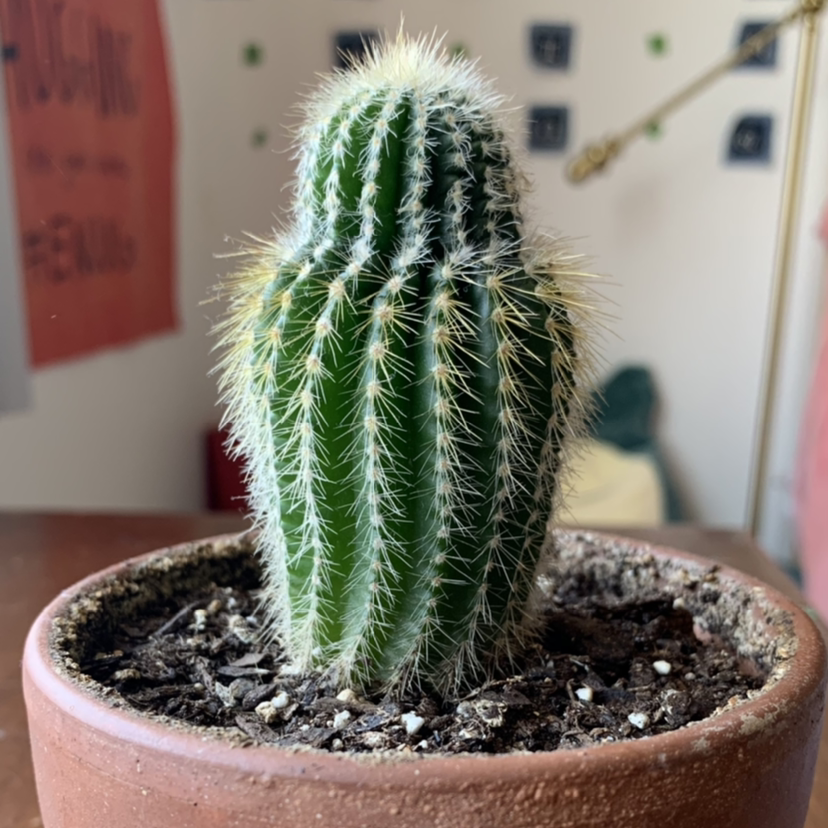 Saguaro plant photo by @dagoodnoodle named Benny on Greg, the plant care app.