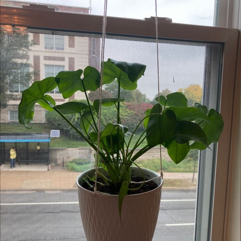 Healthy Painter's Palette plant with glossy, dark green, heart-shaped leaves in a brown pot by a window.