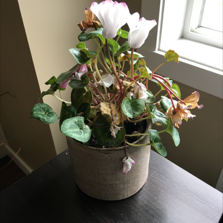 Photo of the plant species Persian Cyclamen by @Mooplers named Tolkien on Greg, the plant care app