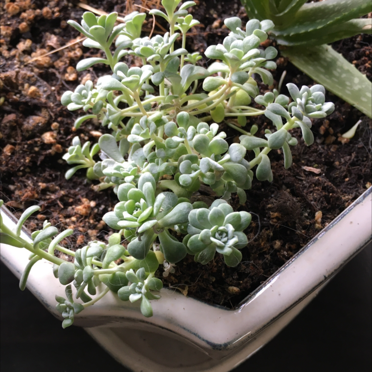 Photo of the plant species Purdy's Stonecrop by @Mooplers named Goldman on Greg, the plant care app