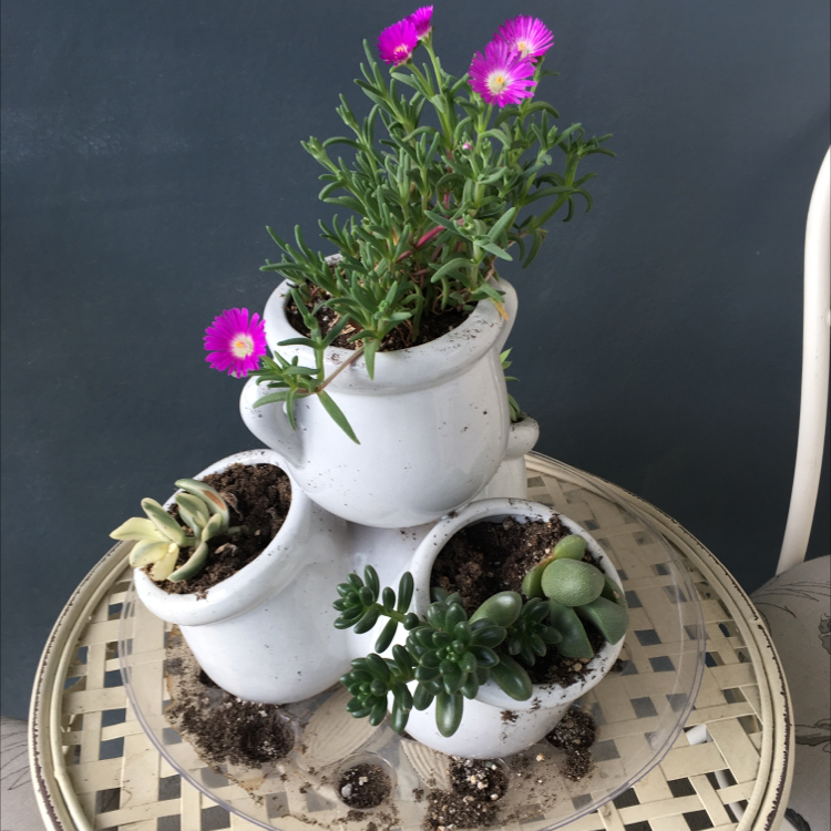Photo of the plant species Living Stone by @Mooplers named The Thrivers on Greg, the plant care app