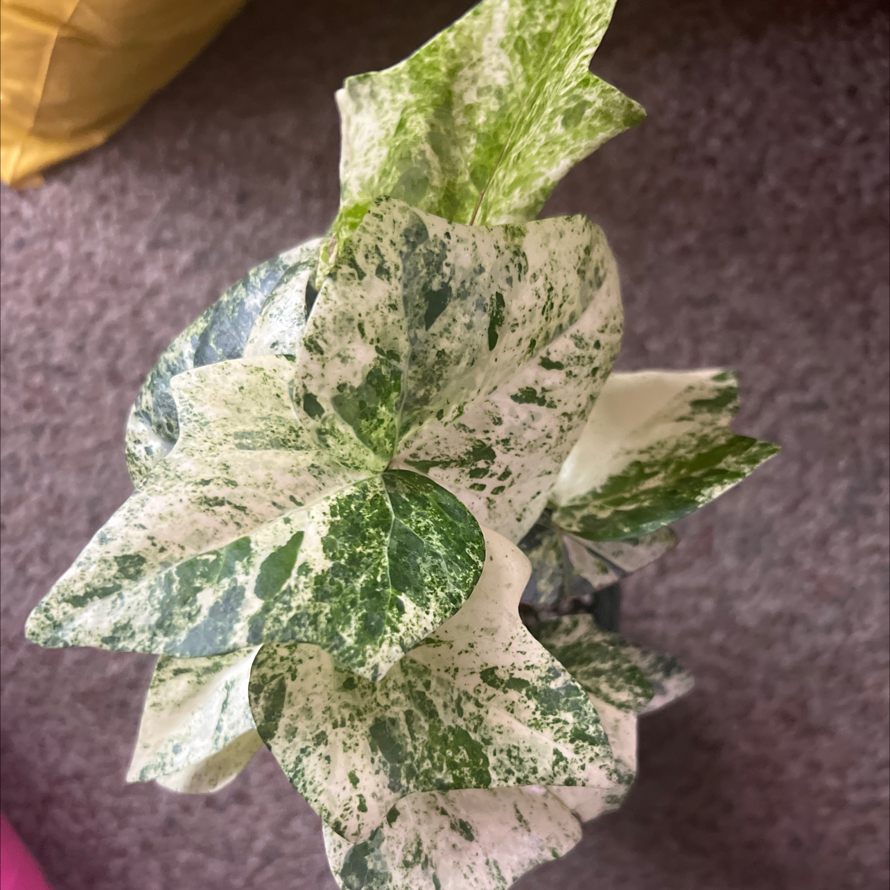 Variegated Algerian Ivy plant with green and white leaves, appears healthy.
