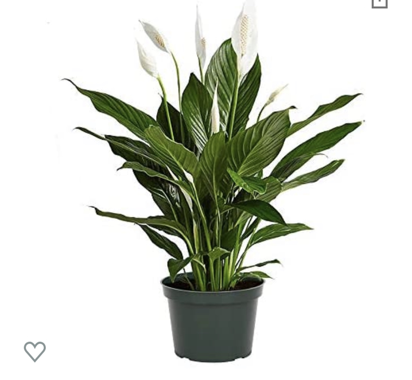 Peace Lily plant photo by @MsJGC named Peace Lily Easy Care Live Plant on Greg, the plant care app.