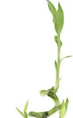 Lucky Bamboo plant photo by @MsJGC named 5 Stalk with Spiral Lucky Bamboo on Greg, the plant care app.