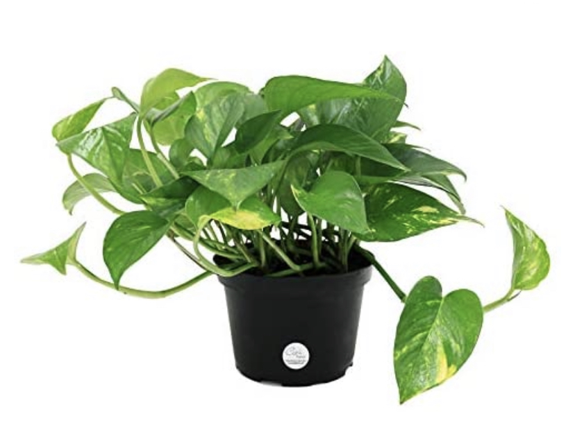 Taro Vine plant photo by @MsJGC named Devil's Ivy Golden Pothos Live Indoor on Greg, the plant care app.