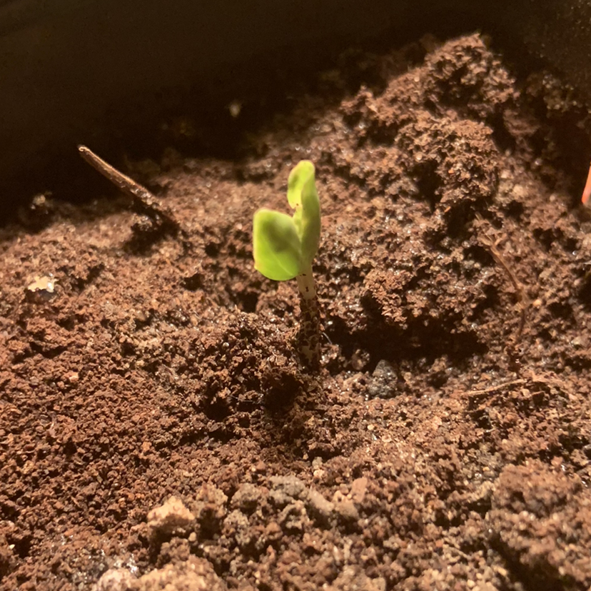 A small Mexican Morning Glory seedling emerging from the soil with two green leaves.