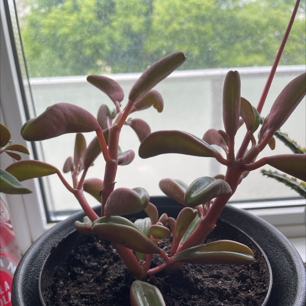 Photo of the plant species Peperomia graveolens 'Ruby Glow' by @CharOne named Eva on Greg, the plant care app