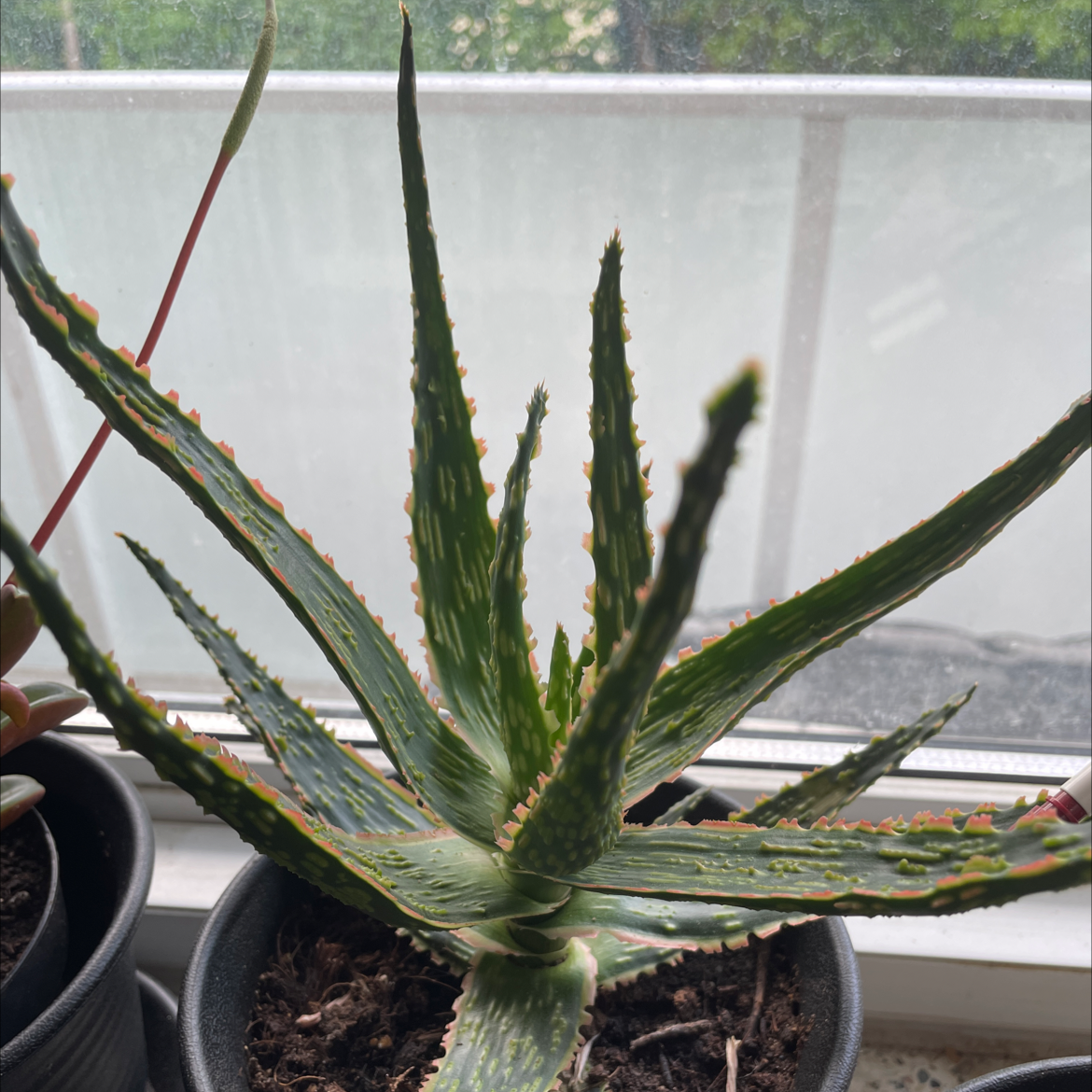 Photo of the plant species Aloe 'Christmas Carol' by @CharOne named Spike Lee on Greg, the plant care app