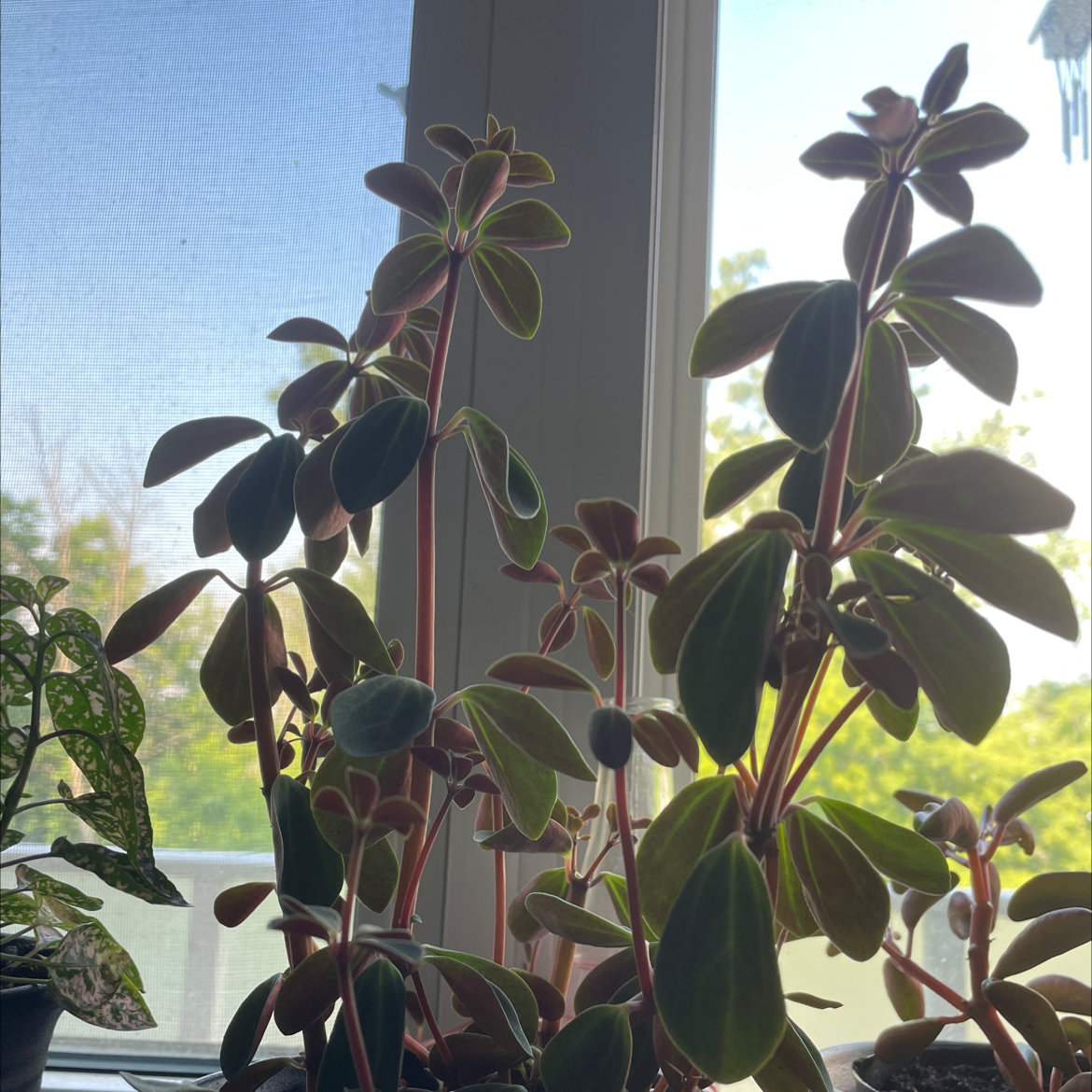 Photo of the plant species Peperomia Red Log by @CharOne named Dolores on Greg, the plant care app