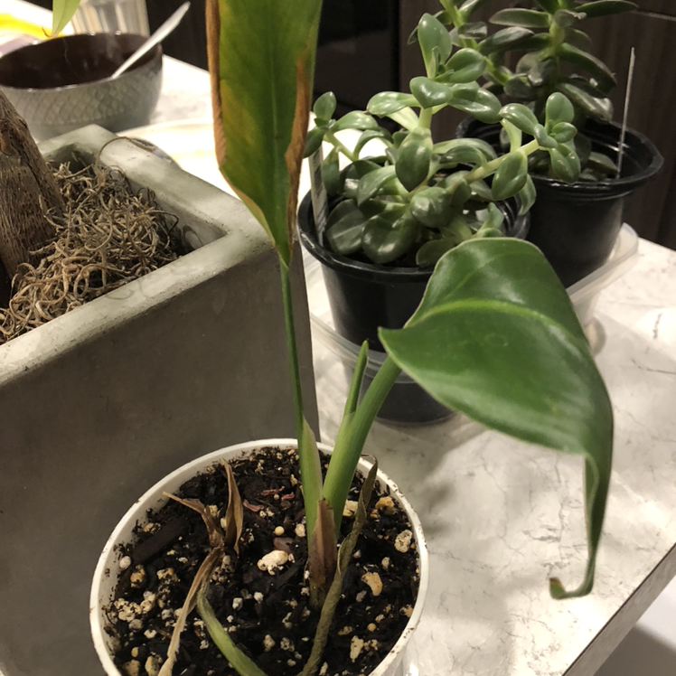 Bird of Paradise plant in a pot with some leaf browning, other plants in the background.