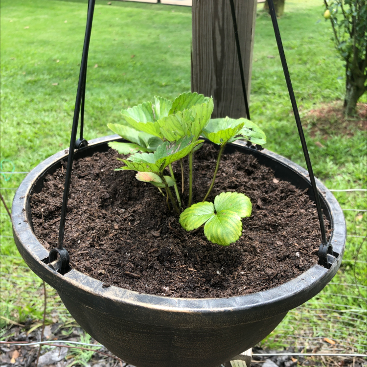 Photo of the plant species Eversweet Strawberry by @Asterash named Scarlet on Greg, the plant care app