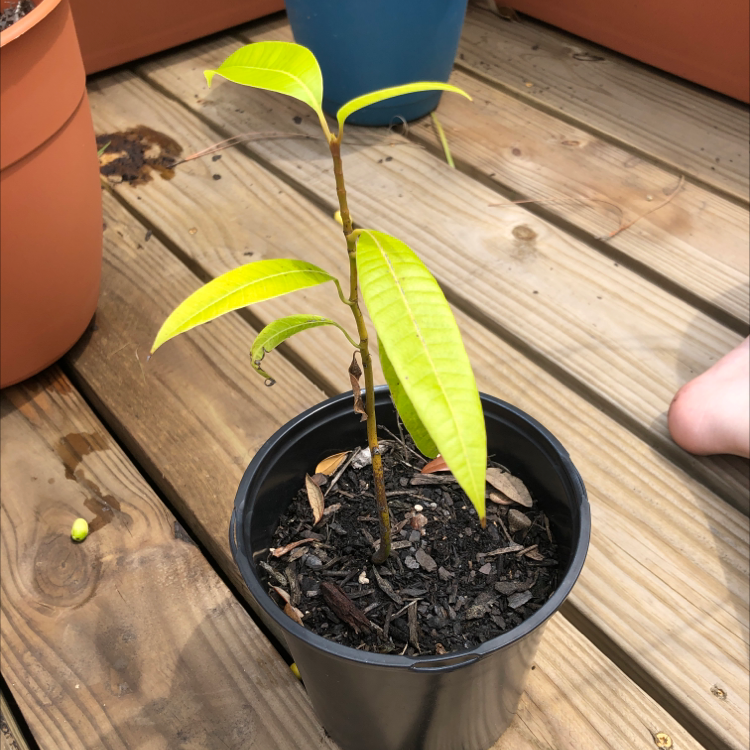Healthy young mango tree seedling in a black pot with bright green leaves, held by a human hand on a wooden surface.