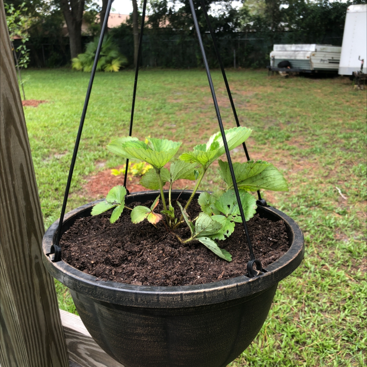 Photo of the plant species Eversweet Strawberry by @Asterash named Rouge on Greg, the plant care app