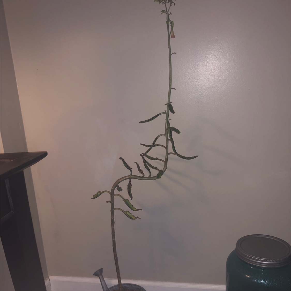 Healthy young Mother of Millions plant with long narrow leaves, photographed indoors against a plain wall.