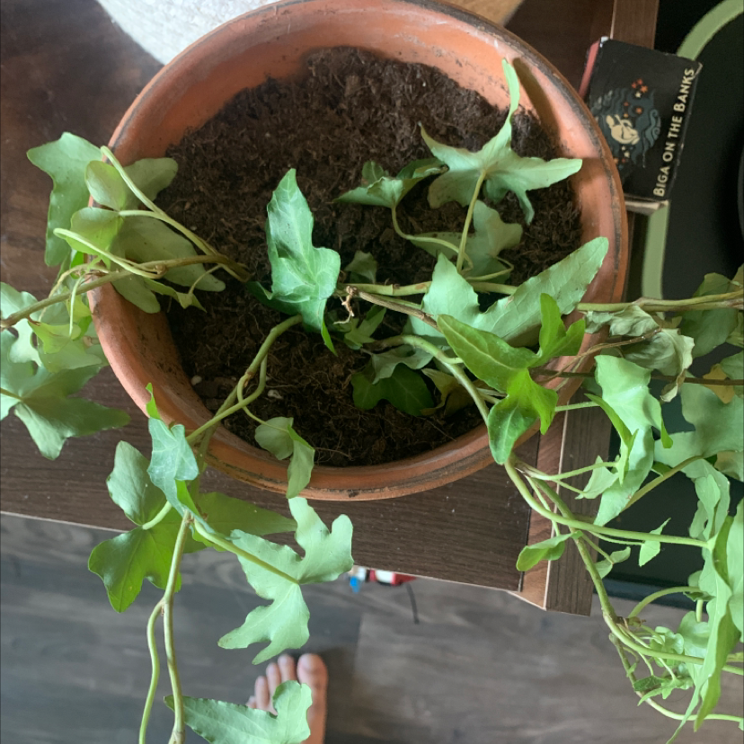 A hand holds up lush, healthy English Ivy vines growing in a terracotta pot, showing vibrant green leaves and dark soil.