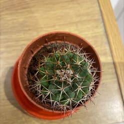 Hooked Cactus plant