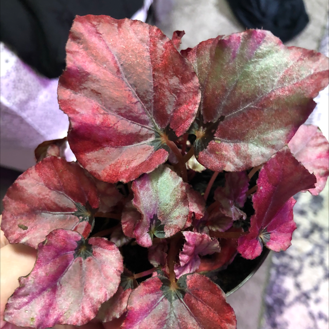 Clubed Begonia plant with vibrant reddish leaves, held by a hand.