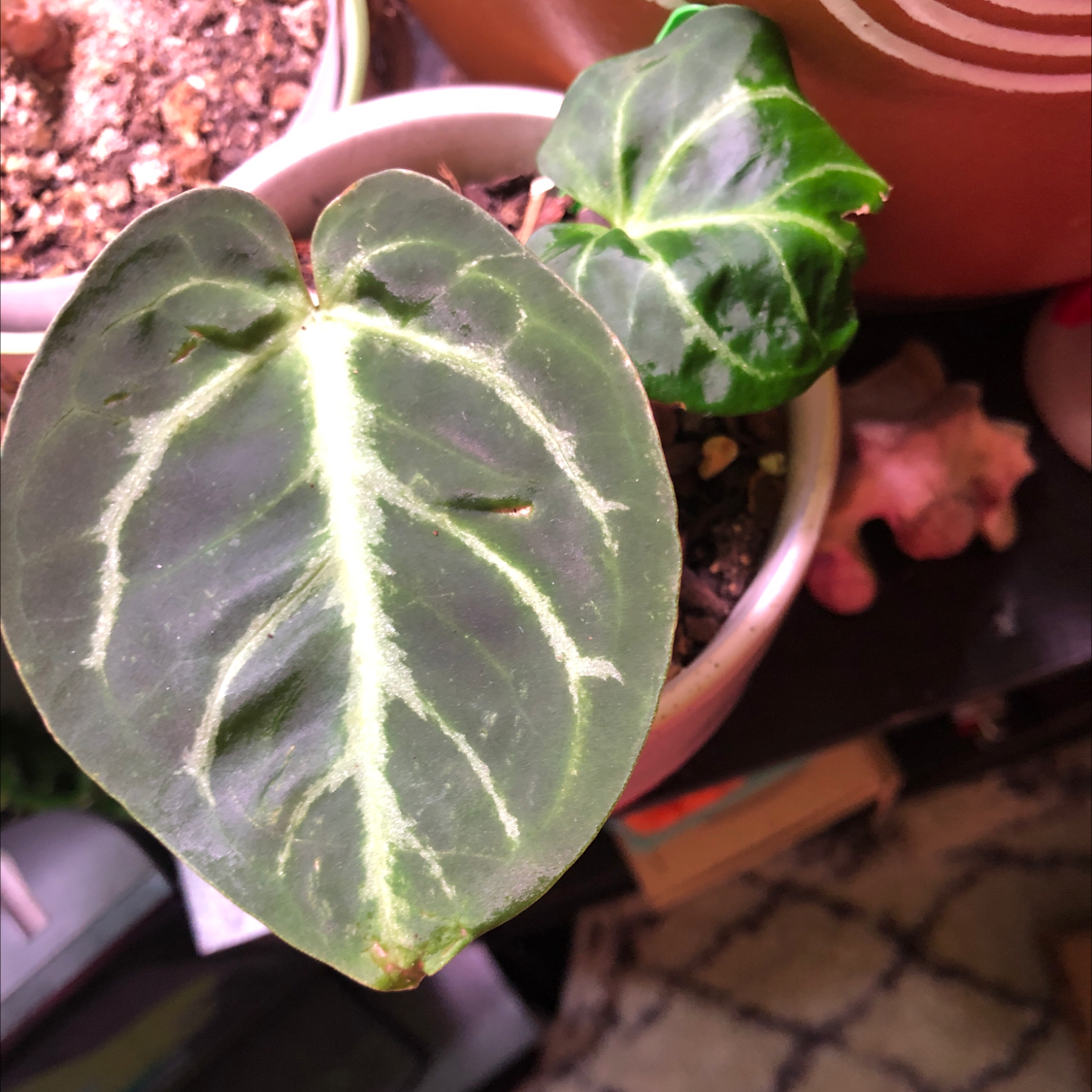 Why Are My Crystal Anthurium Leaves Mushy?