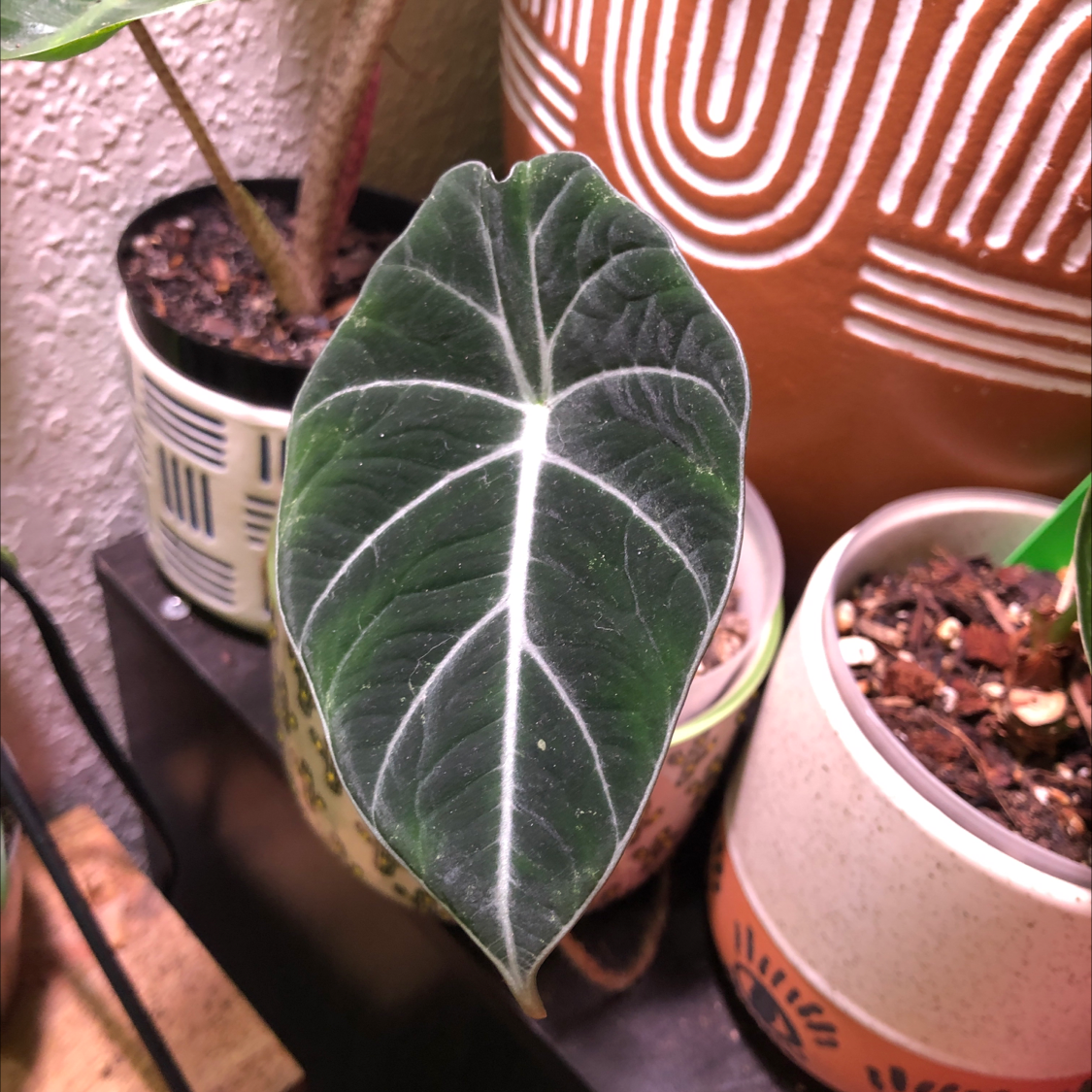 Black Velvet Alocasia plant with a prominent dark green leaf and white veins in a pot with visible soil.